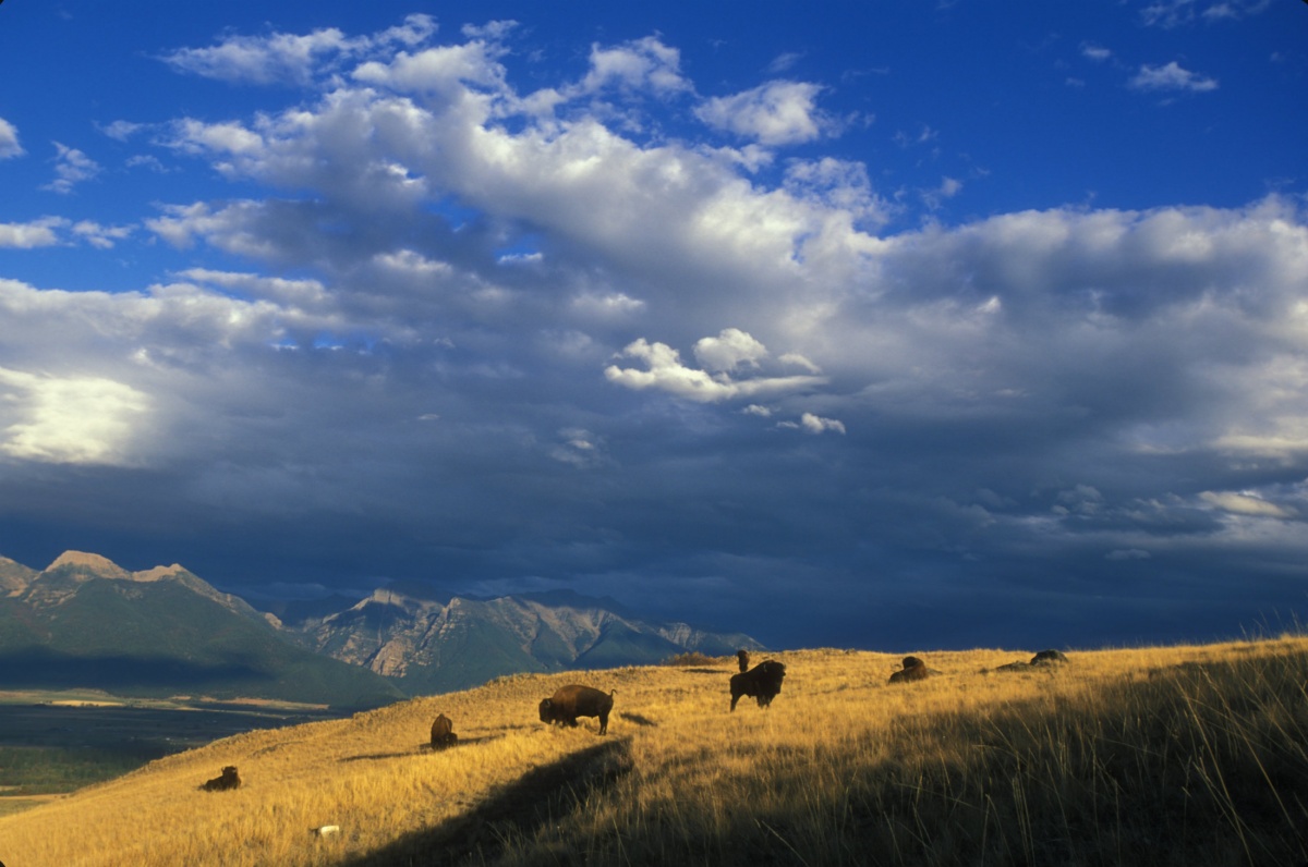 A small herd of bison standing on a grassy hill with mountains behind them.