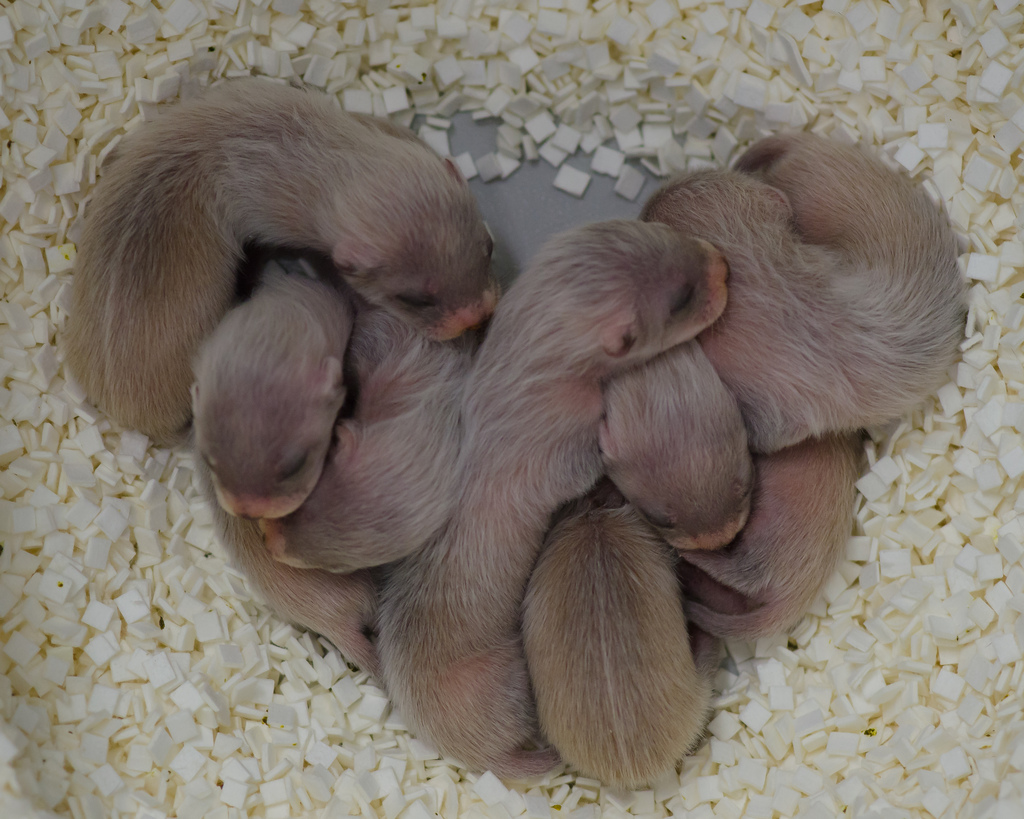 Baby Black-footed ferrets curl in the shape of a heart