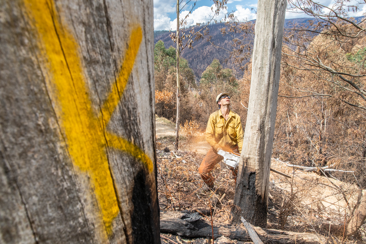 A firefighter cuts a tree with a chainsaw next to another tree with a large K spray painted on its trunk.