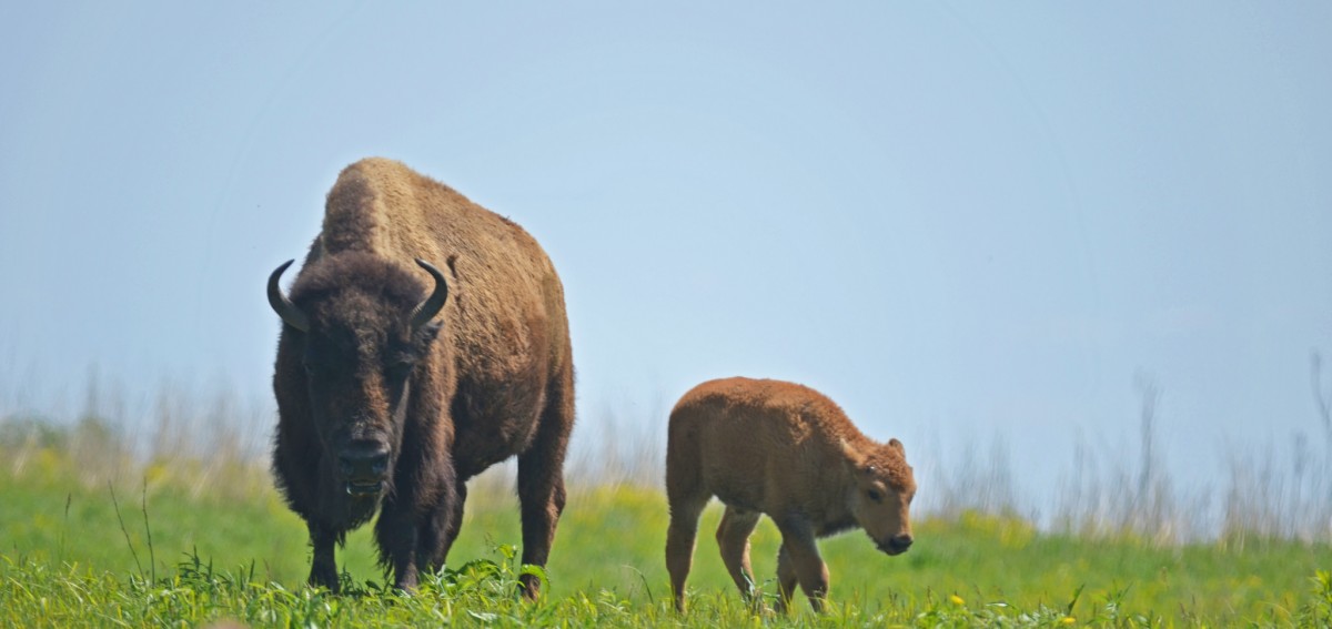 A mature bison and its shaggy calf wander along the grassy plains with a pale blue sky in the background.