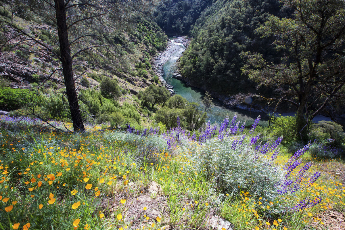 A narrow blue river flows over rocks at the bottom of a steep canyon covered in bushes and wildflowers.