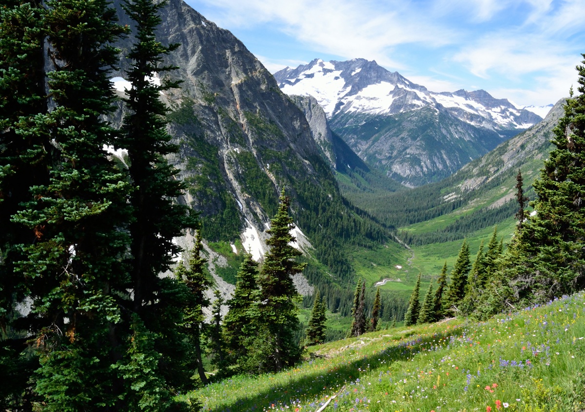 Tall skinny green trees shoot up into the sky, as do snow covered mountains. A grassy field with small colorful flowers spans the ground.