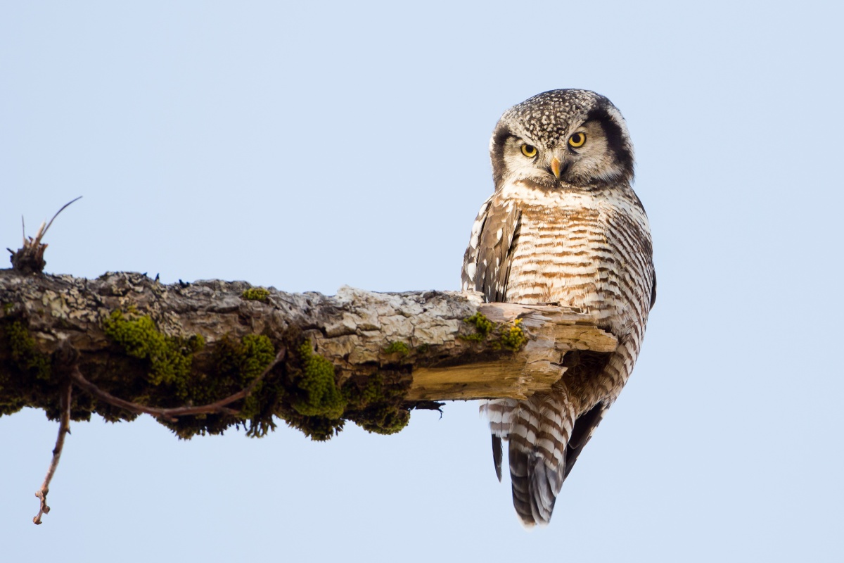 A northern hawk owl perches on the edge of a branch glaring towards something off camera.