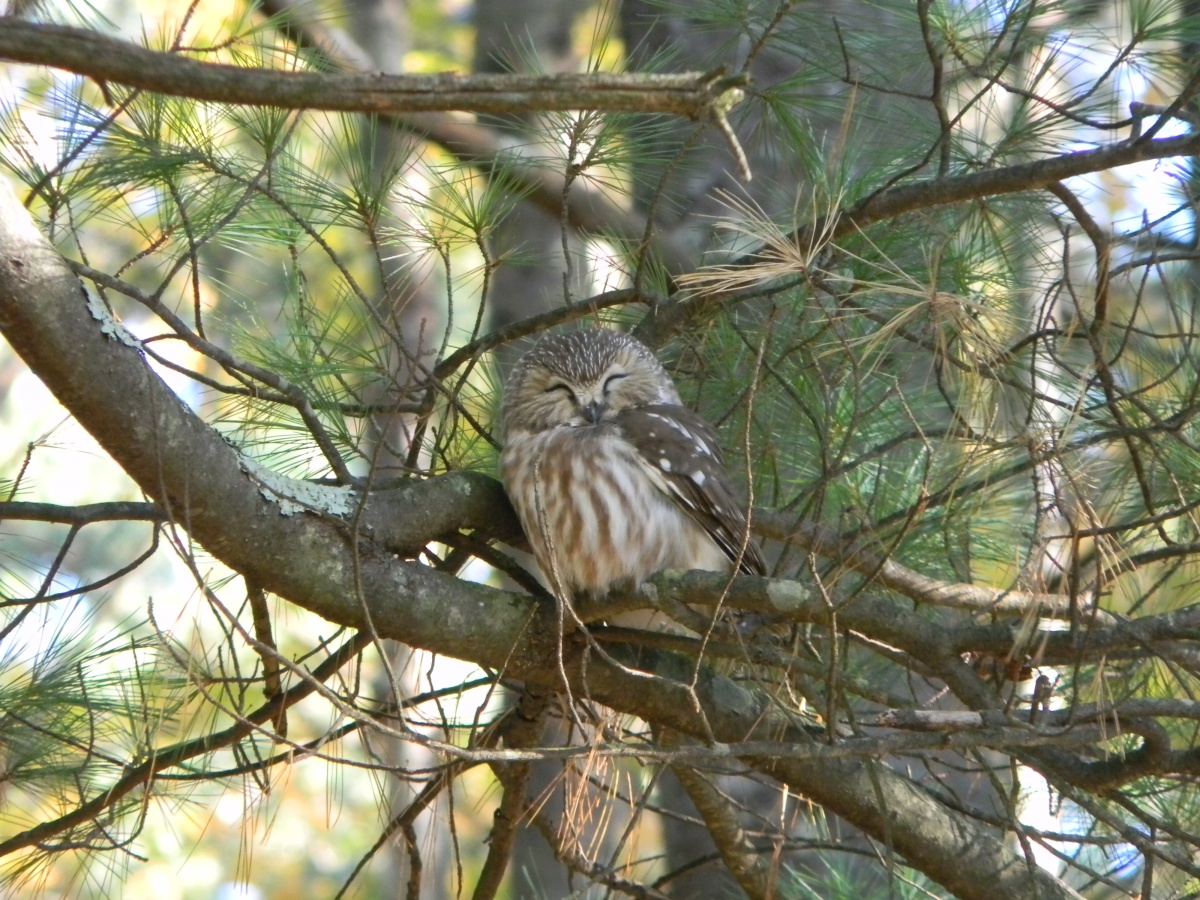 A northern saw-whet owl sits on a branch with its eyes shut. 