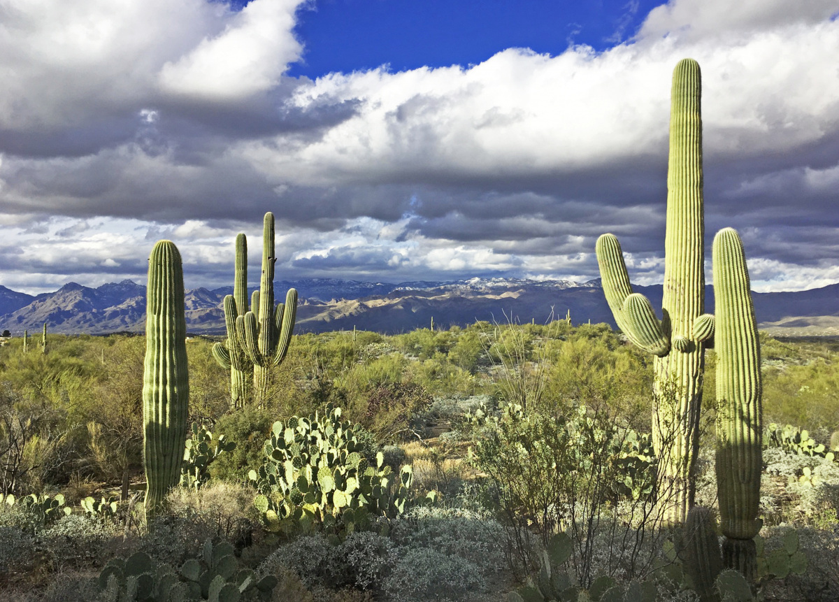 View from the visitor center, overlooks the Catalina Mountains.