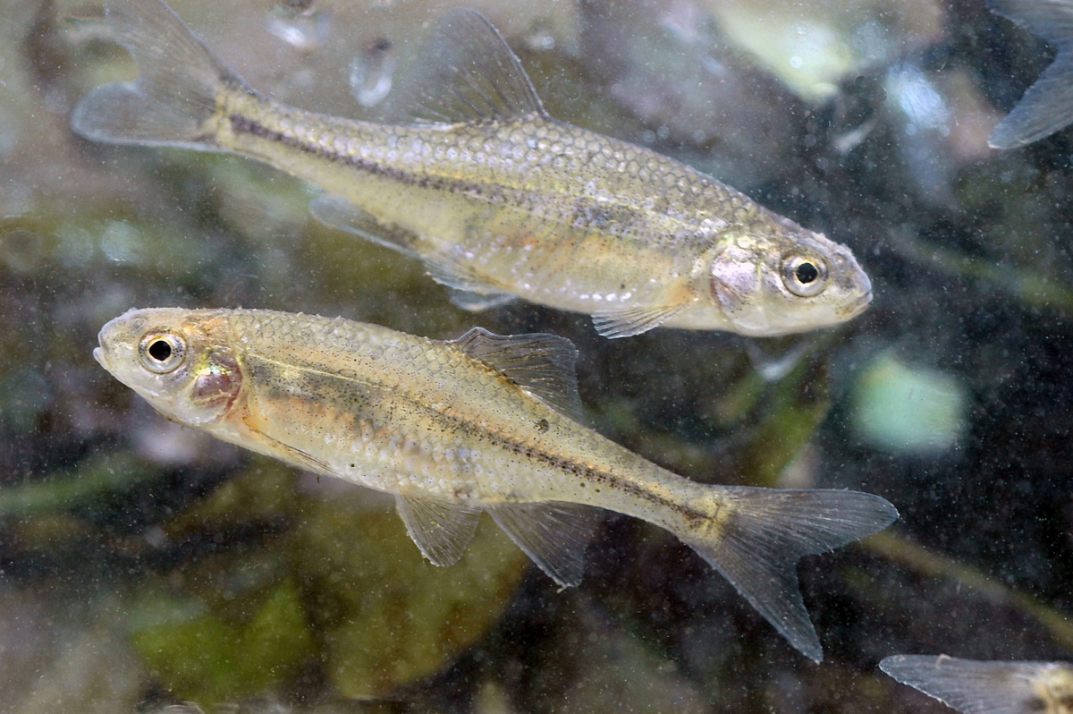 Two small silver fish swimming in opposite directions.