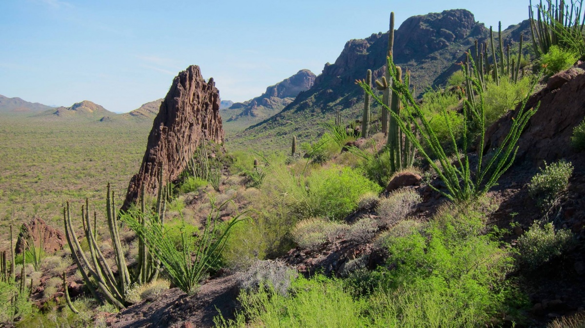 Tall green cacti grow among other green vegetation. Rocks stand tall in the dry, vast landscape.