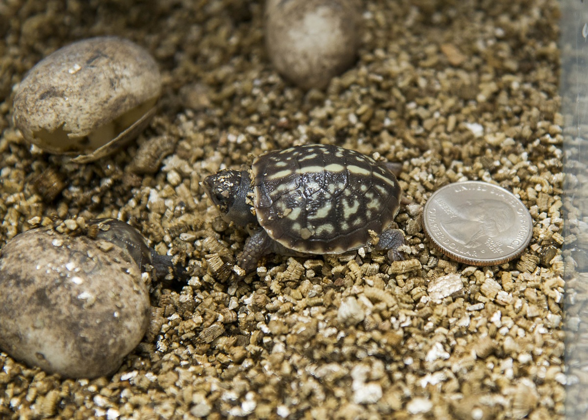 A photo of a baby turtle next to a quarter for scale and a few turtle eggs nearby