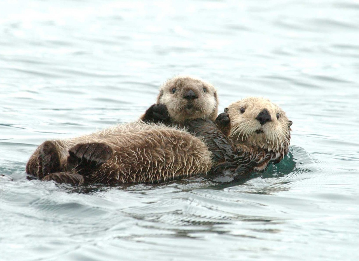 Otter pup lays on mother's chest as she floats on her back in the water