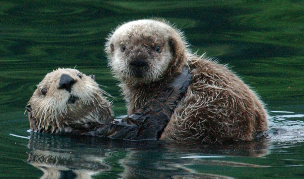 a mother otter holds its baby in the water