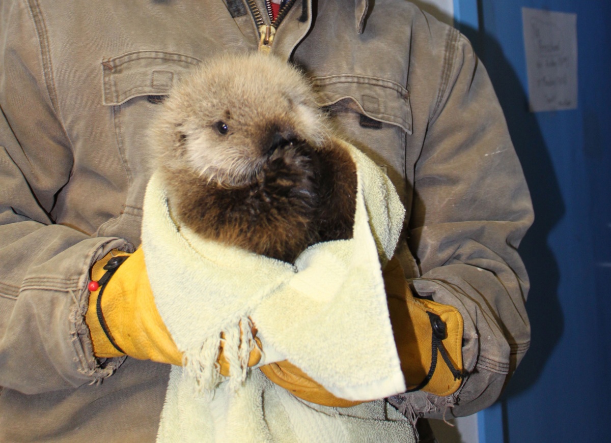 A person holds a baby otter that is wrapped in a yellow blanket