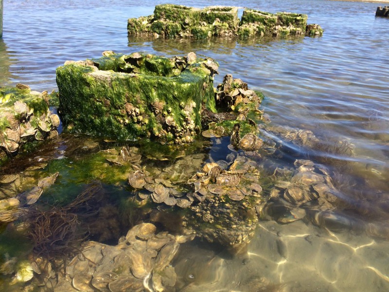 Green oyster castles grow at the beach at Chincoteague National Wildlife Refuge.