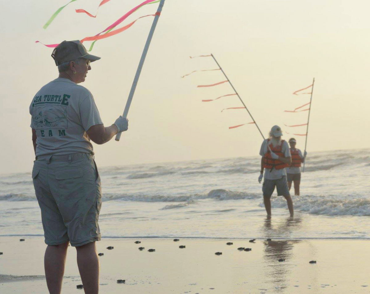 Volunteers stand near the sea with colorful flags helping sea turtle hatchlings reach the water