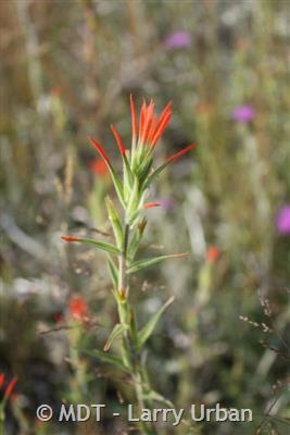 Lesser Indian Paintbrush (Castilleja exilis)