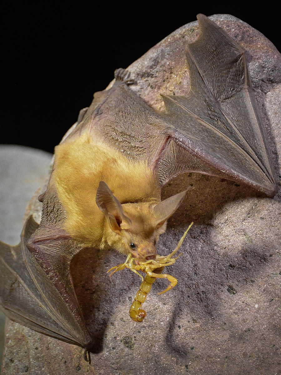 Department of the Interior Celebrates Bat Week With Nine of the Coolest