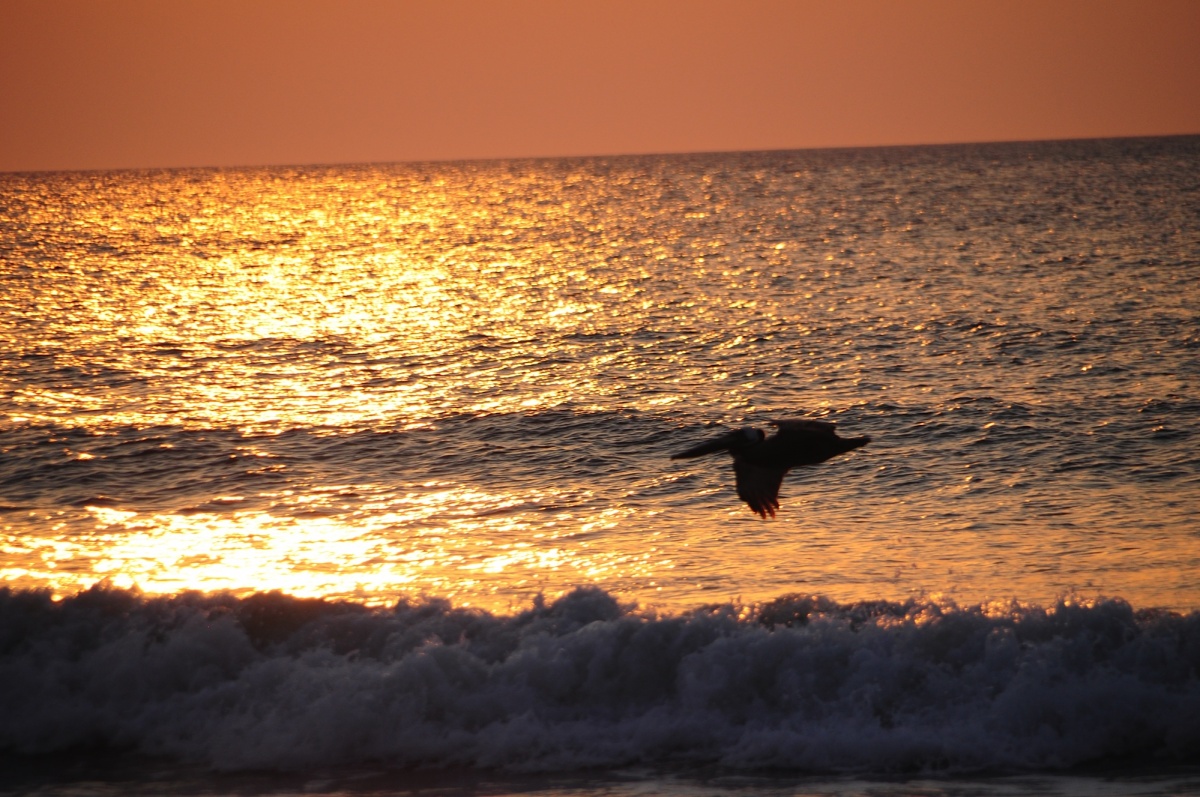 Single bird flies over water illuminated by sun 