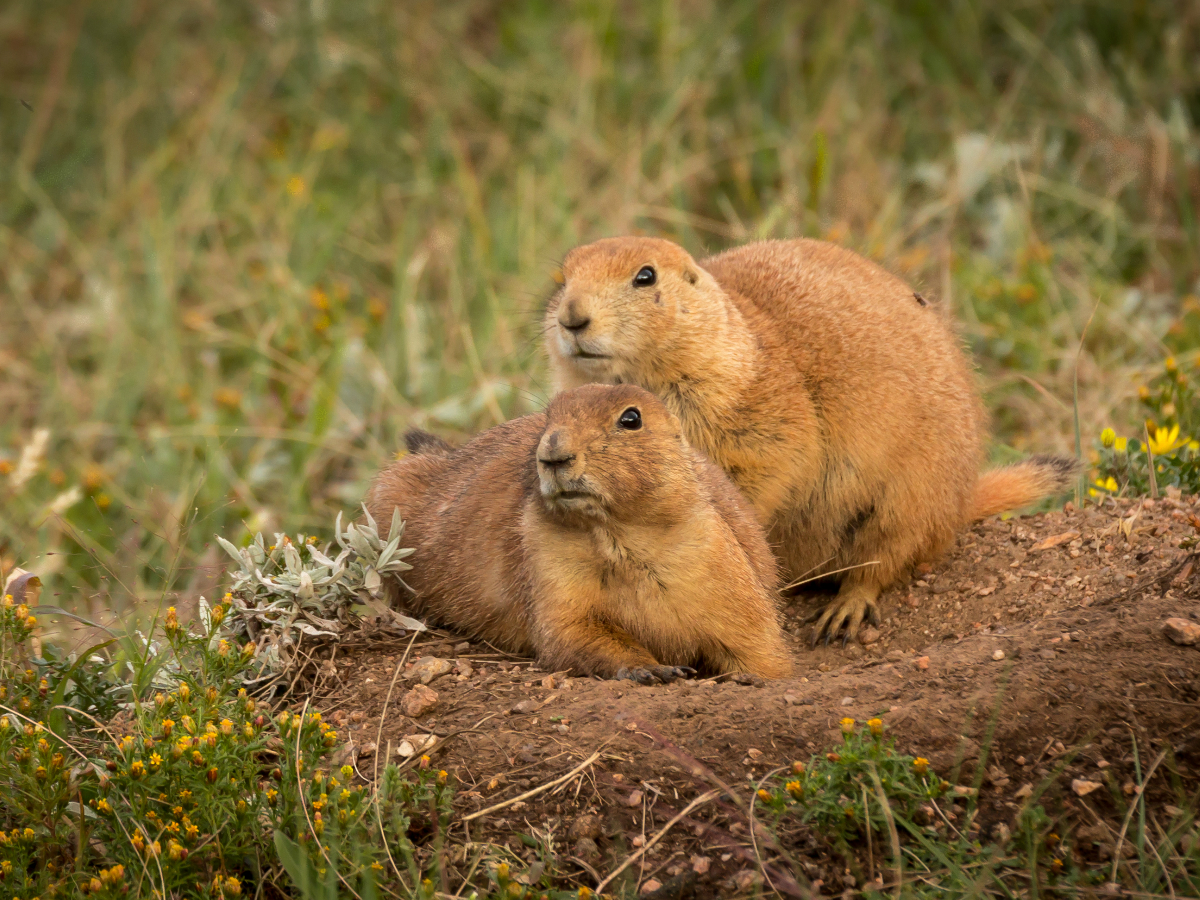 Two prairie dogs looking outwards