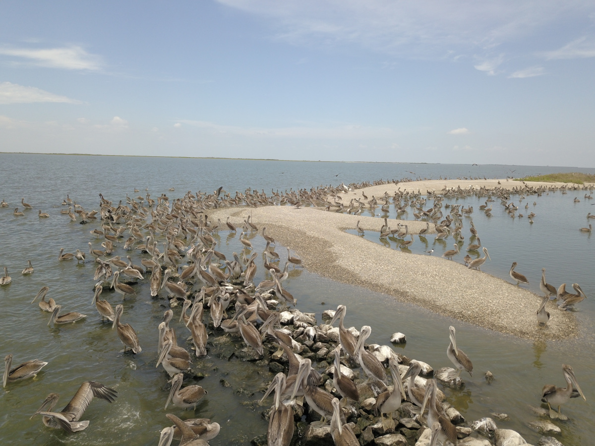 Pelican over queen bess island