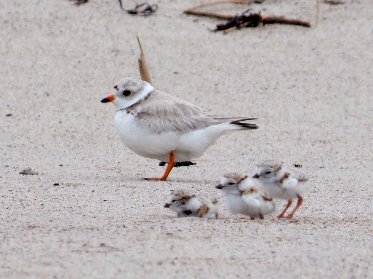 Three small white baby birds with orange legs and beaks stand in a line in the sand in front of their mother.