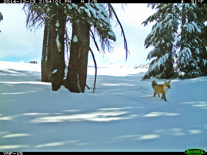 red fox walks through the snow 