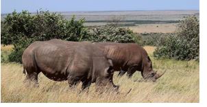 Rhinos in East Africa
