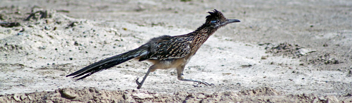 A long legged, long tailed bird runs across the ground.
