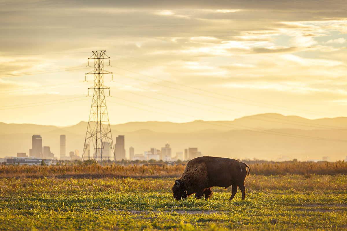 Rocky Mountain Arsenal National Wildlife Refuge 