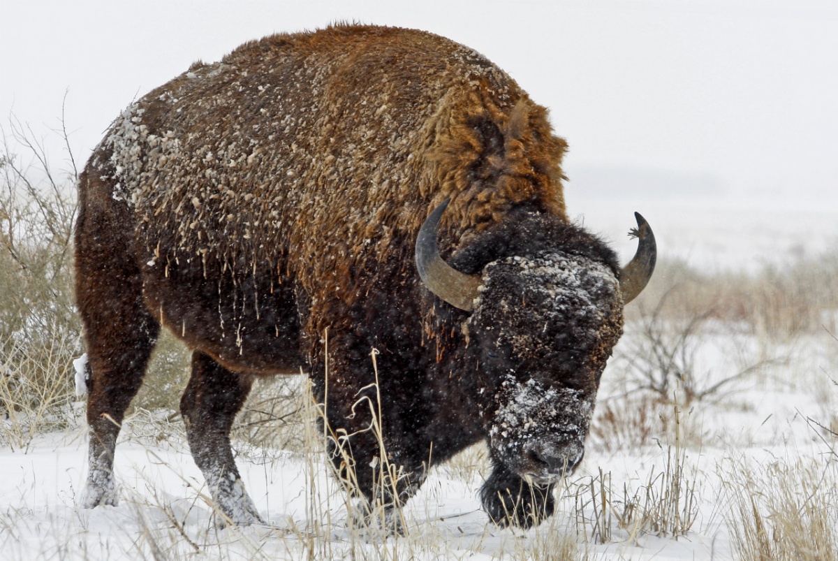 Snowy bison stands in field covered in snow