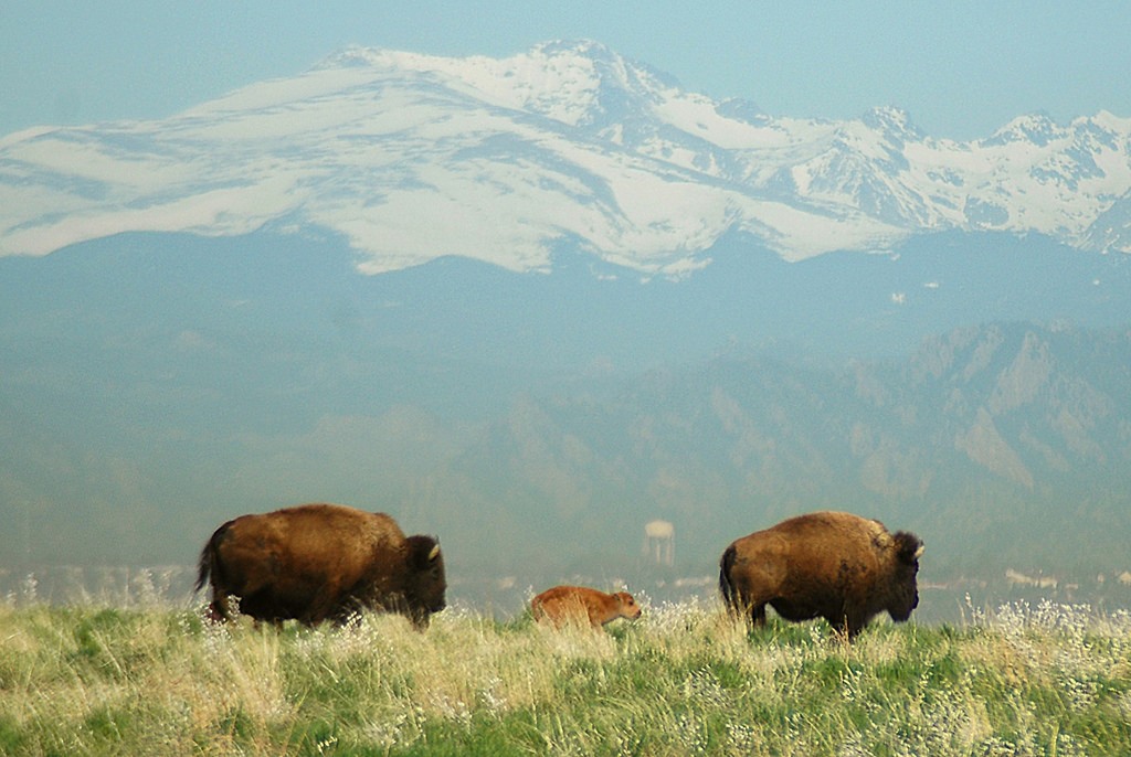 Two bison and a bison calf walking in a line.