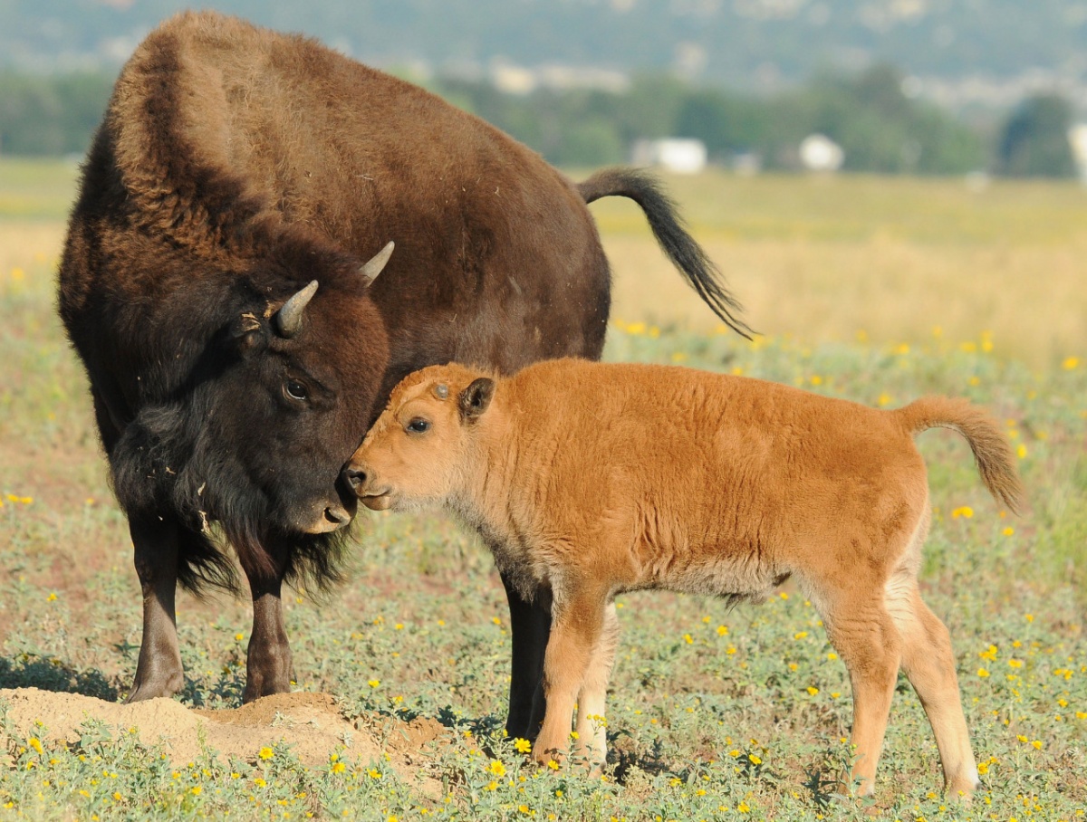 A bison and calf nuzzle each other.
