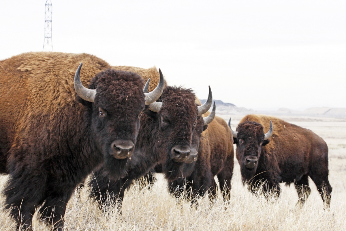 Several large bison standing in a line.