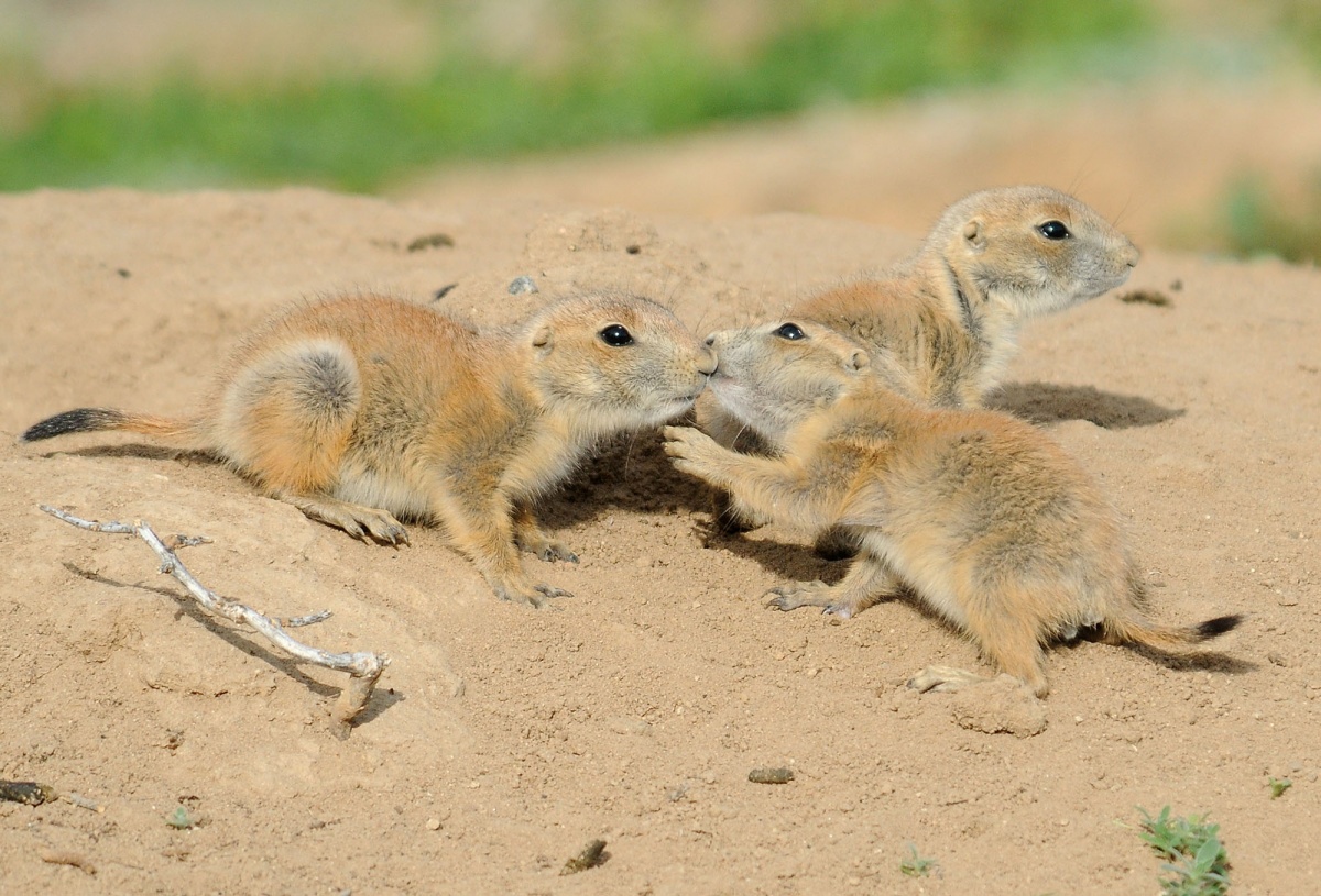 prairie dogs touch teeth before heading into their burrow