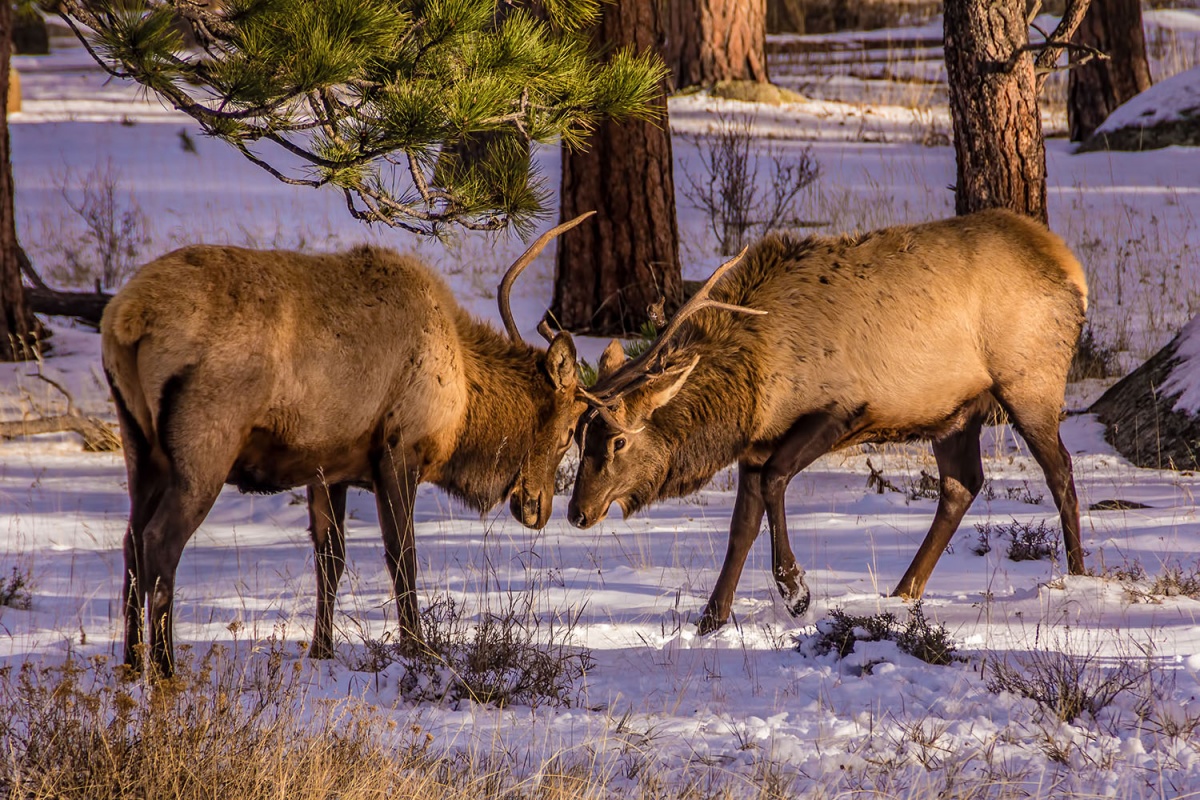 Two elk lock antlers