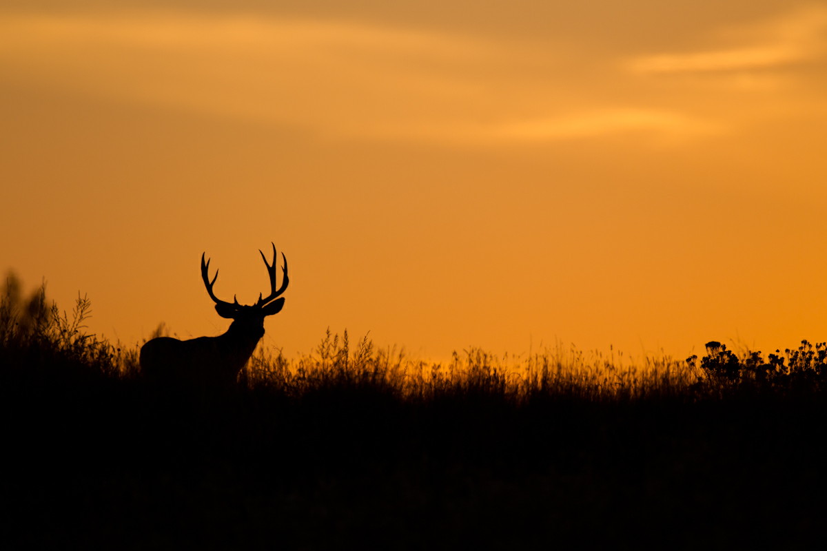 The silhouette of an antlered deer stands in a field against a bright orange and yellow sunset.