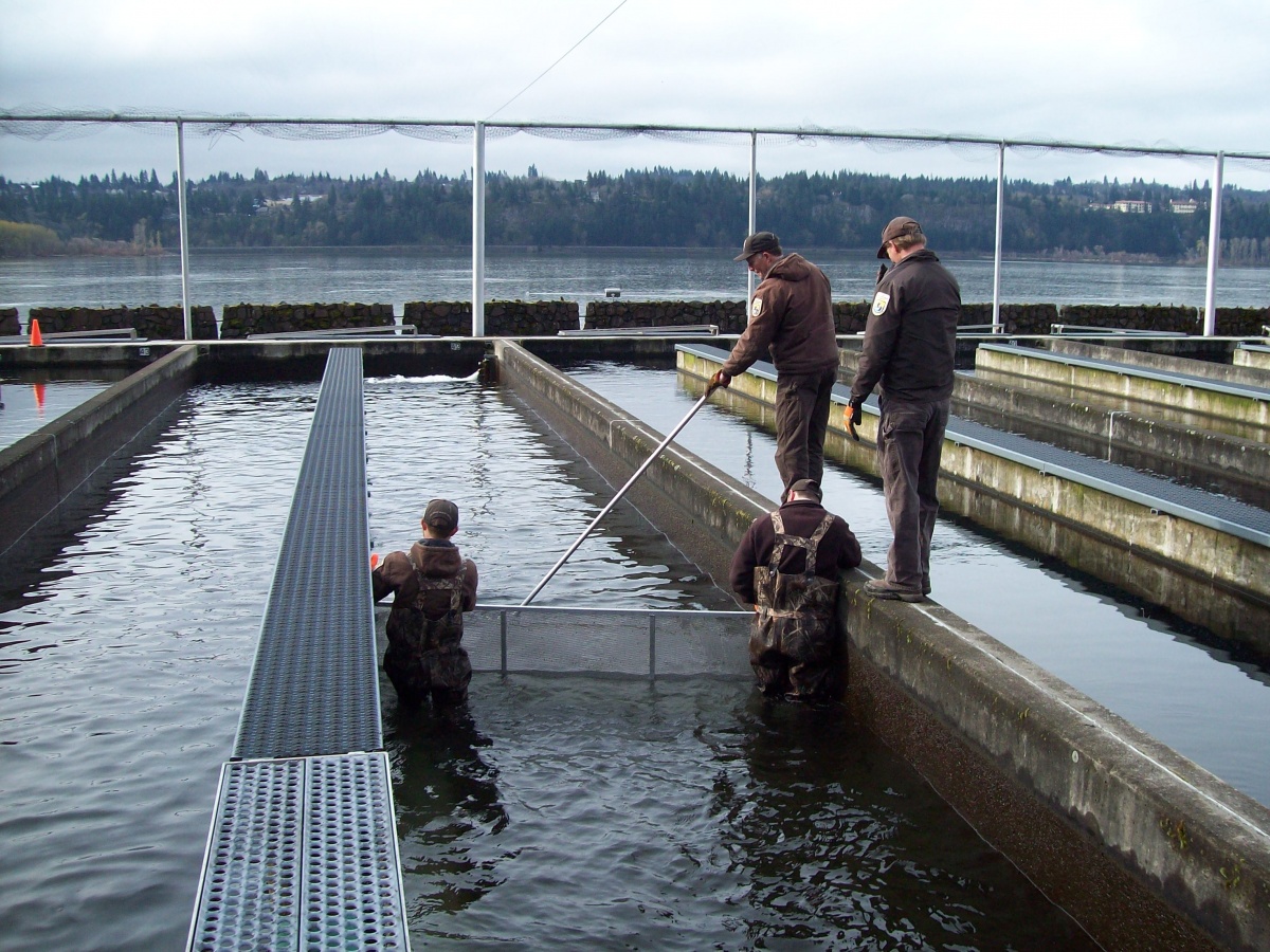 Four volunteers help guide railing for salmon at the fish hatchery.