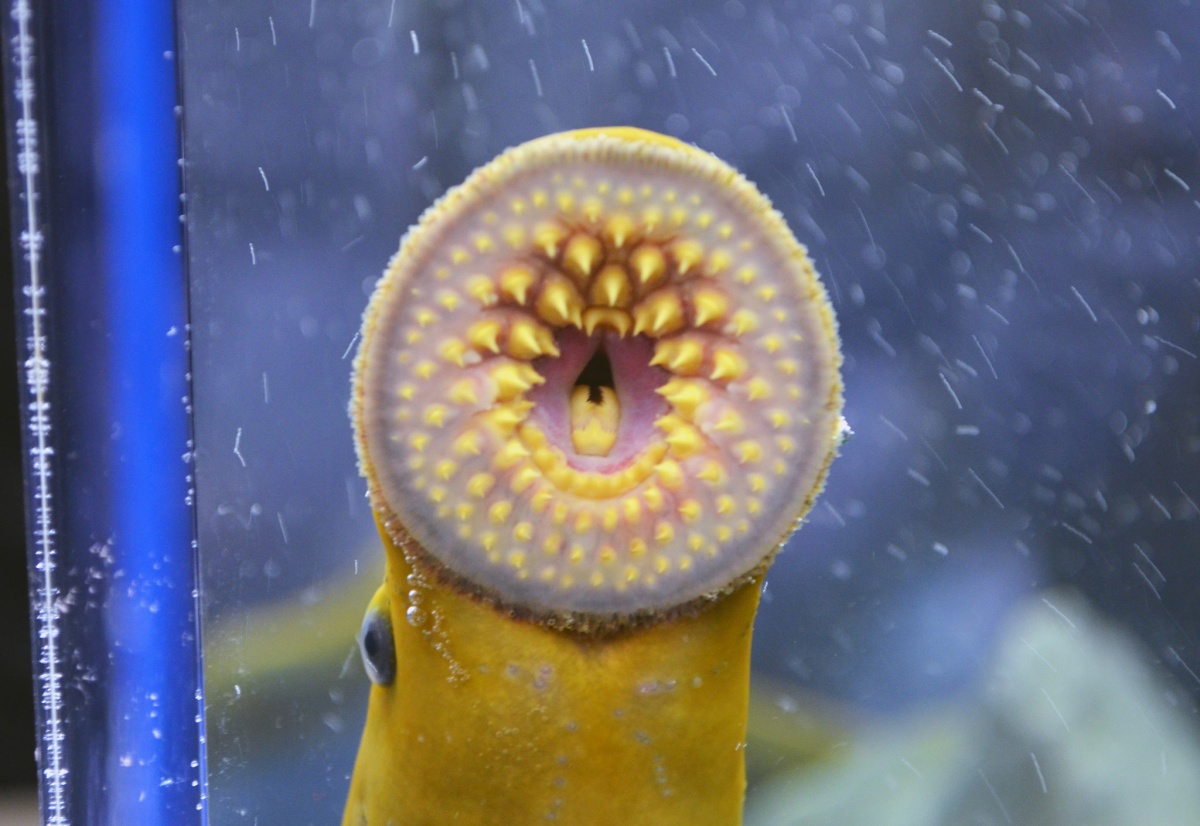A long, thin sea lamprey pushes its round toothy mouth against the glass wall of a research tank.