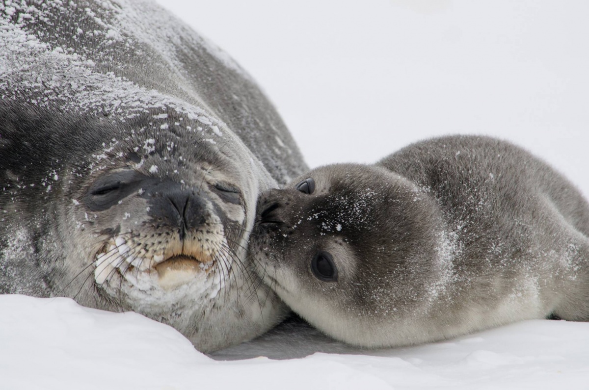 A seal pup kisses its mother as they lay in the snow