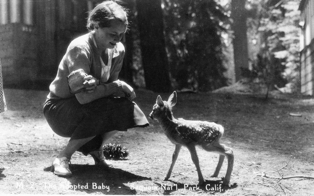 A young woman in a cardigan and skirt squats down toward a small curious fawn in a forest clearing littered with dirt and pine needles.
