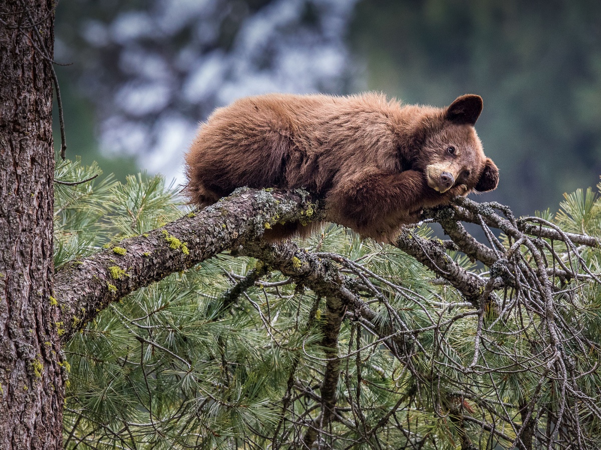 A baby bear rests on top of tree branches