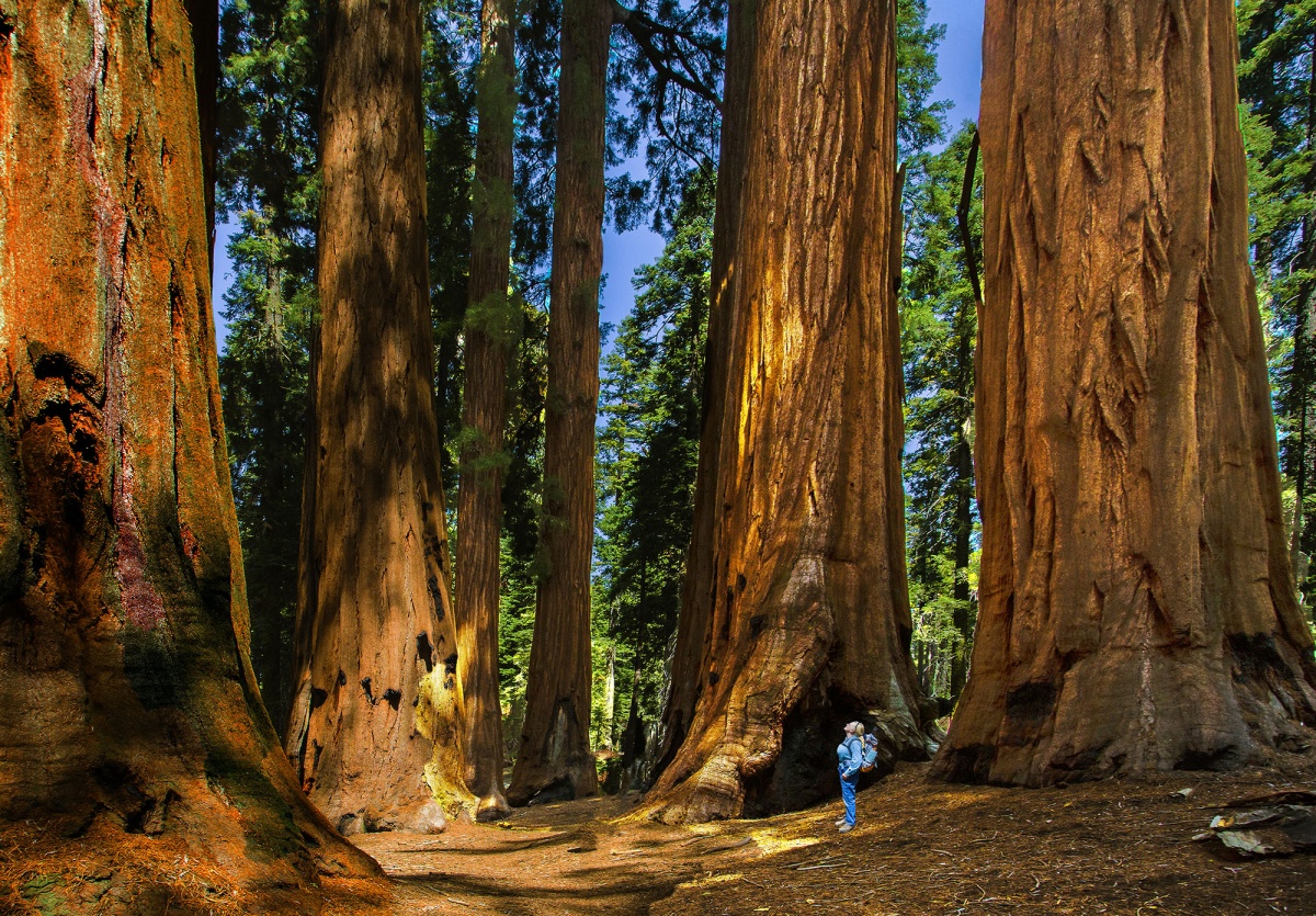 A woman looks up at a tall sequoia tree
