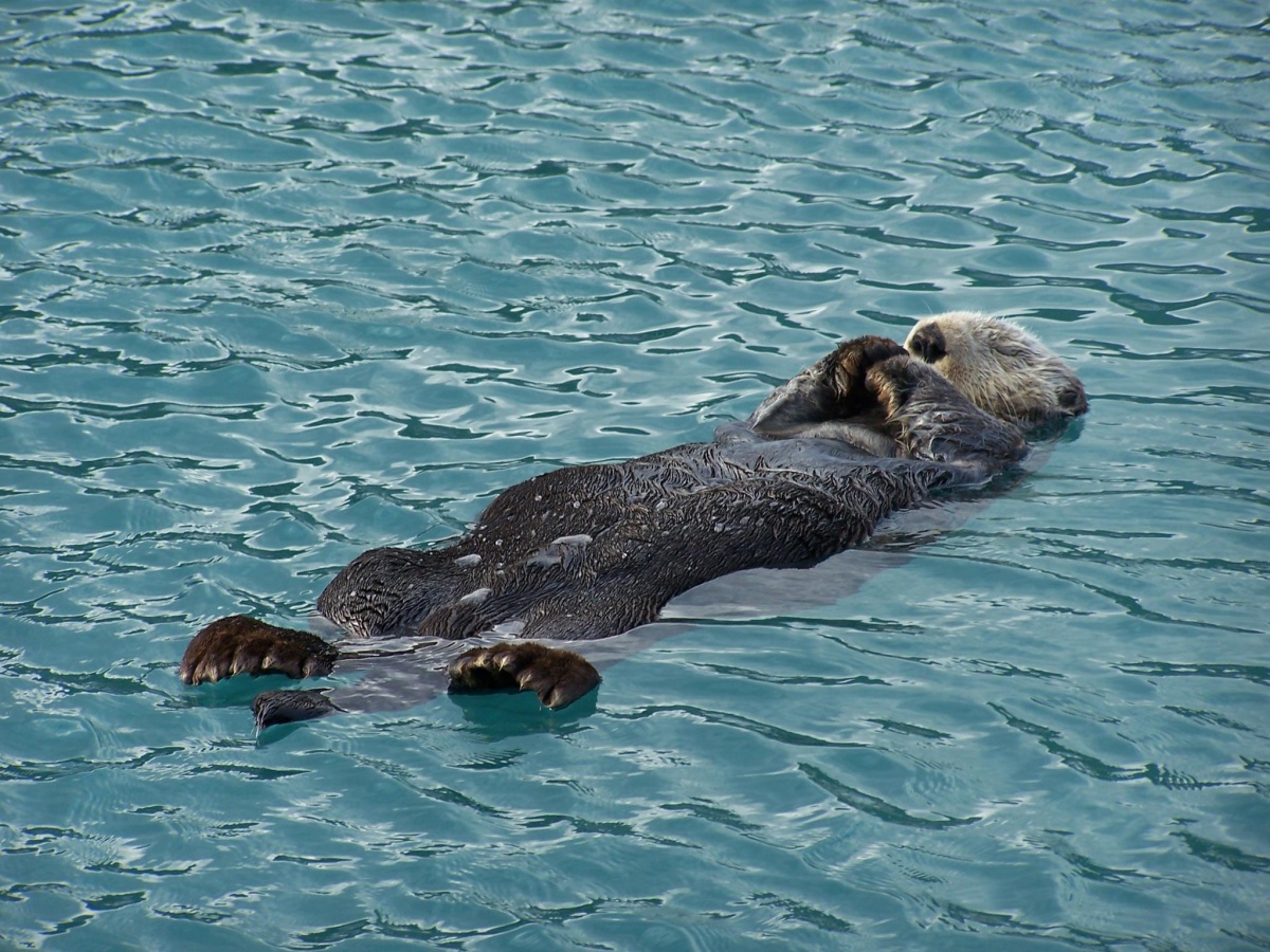 Swimming Otter Underwater