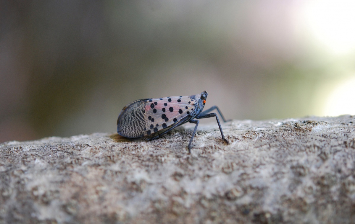 A small dotted insect stands on a log.