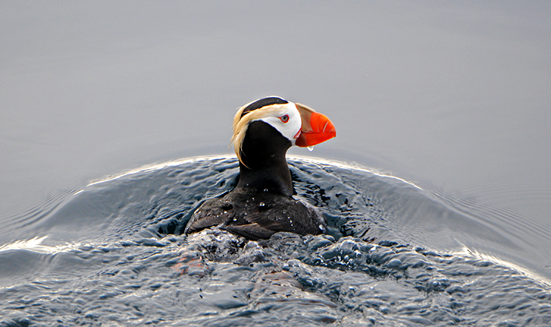 Tufted-Puffin-Schoen