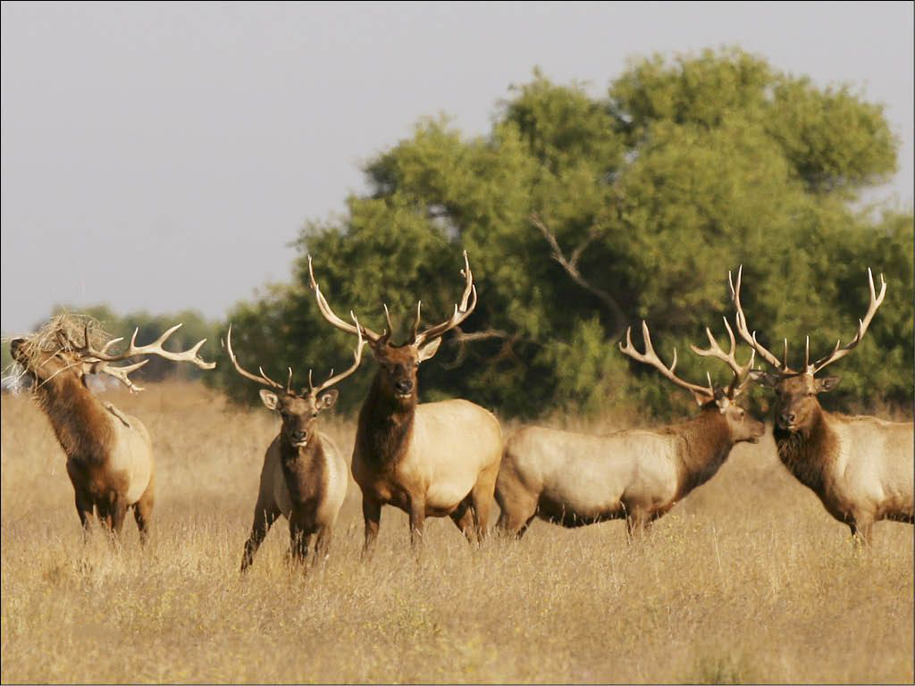 Five elk graze in a grassy field