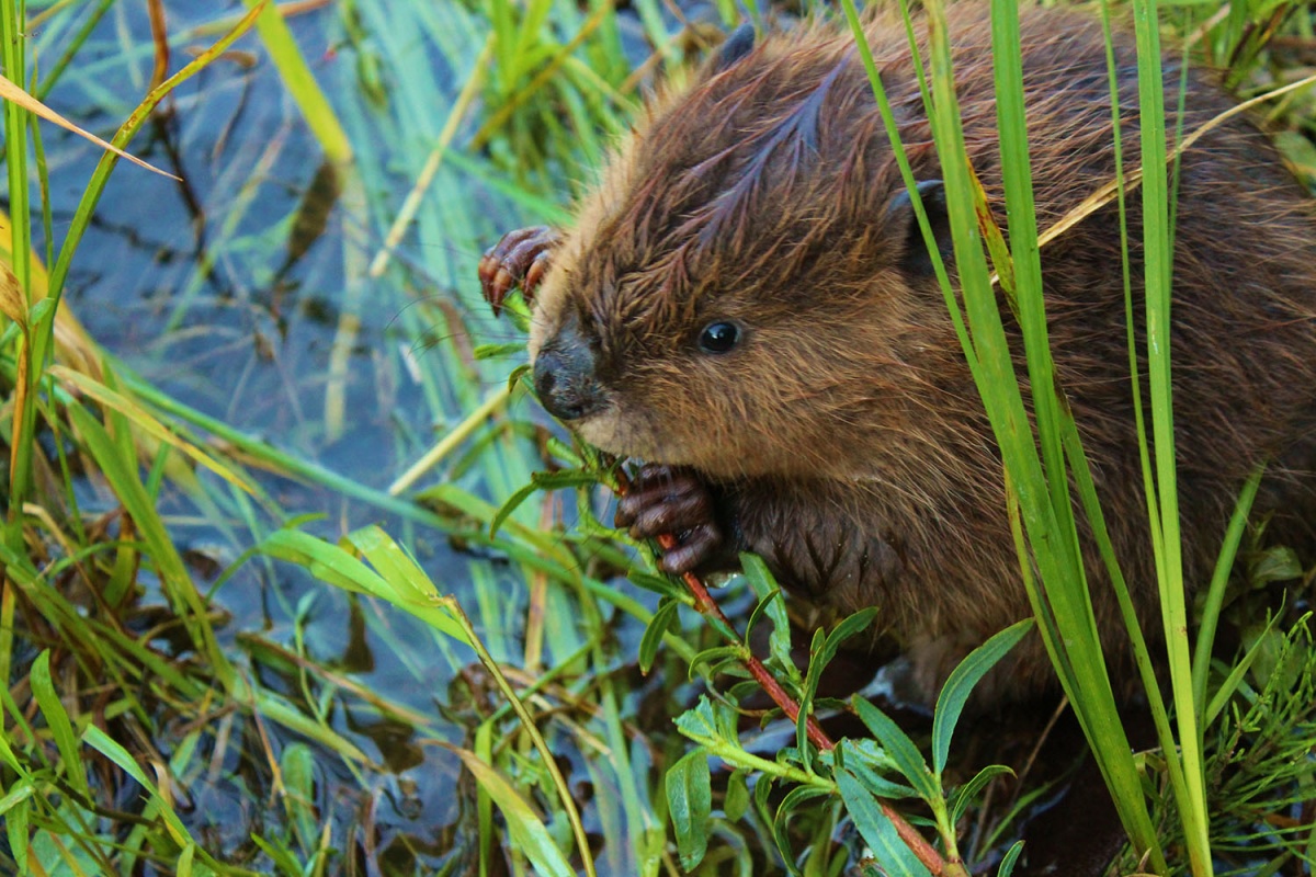 Beaver pup nibbles on small stick as green plants surround him on the edge of a body of water