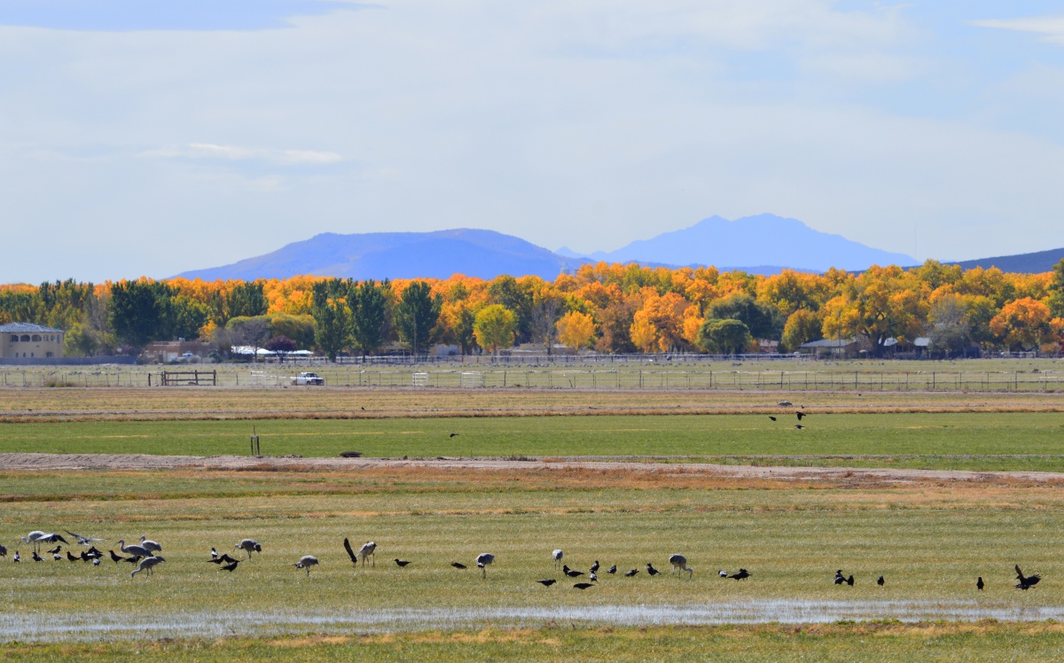 mountains and field of birds