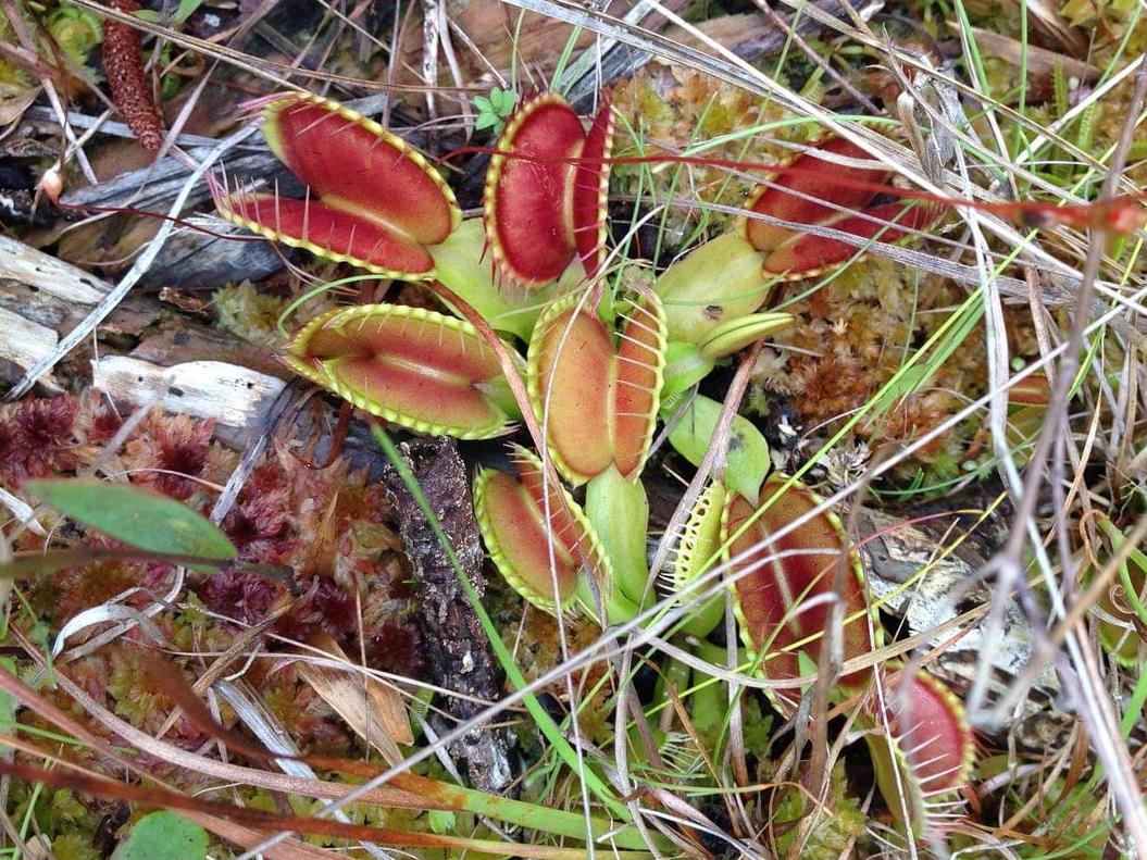 Venus Flytrap by U.S. Fish and Wildlife Service