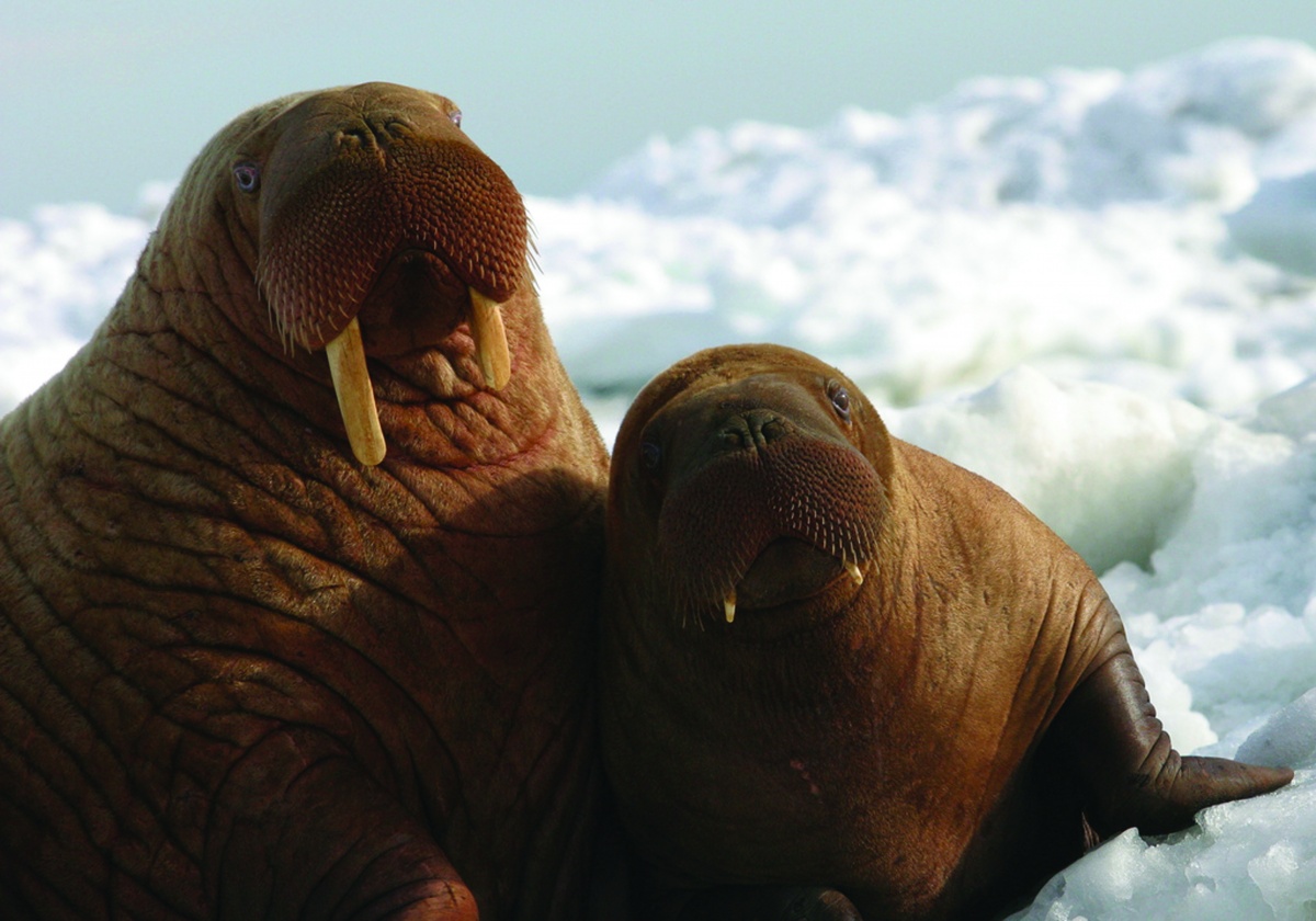 Small Walrus pup sits with bigger seal on a snowy bank