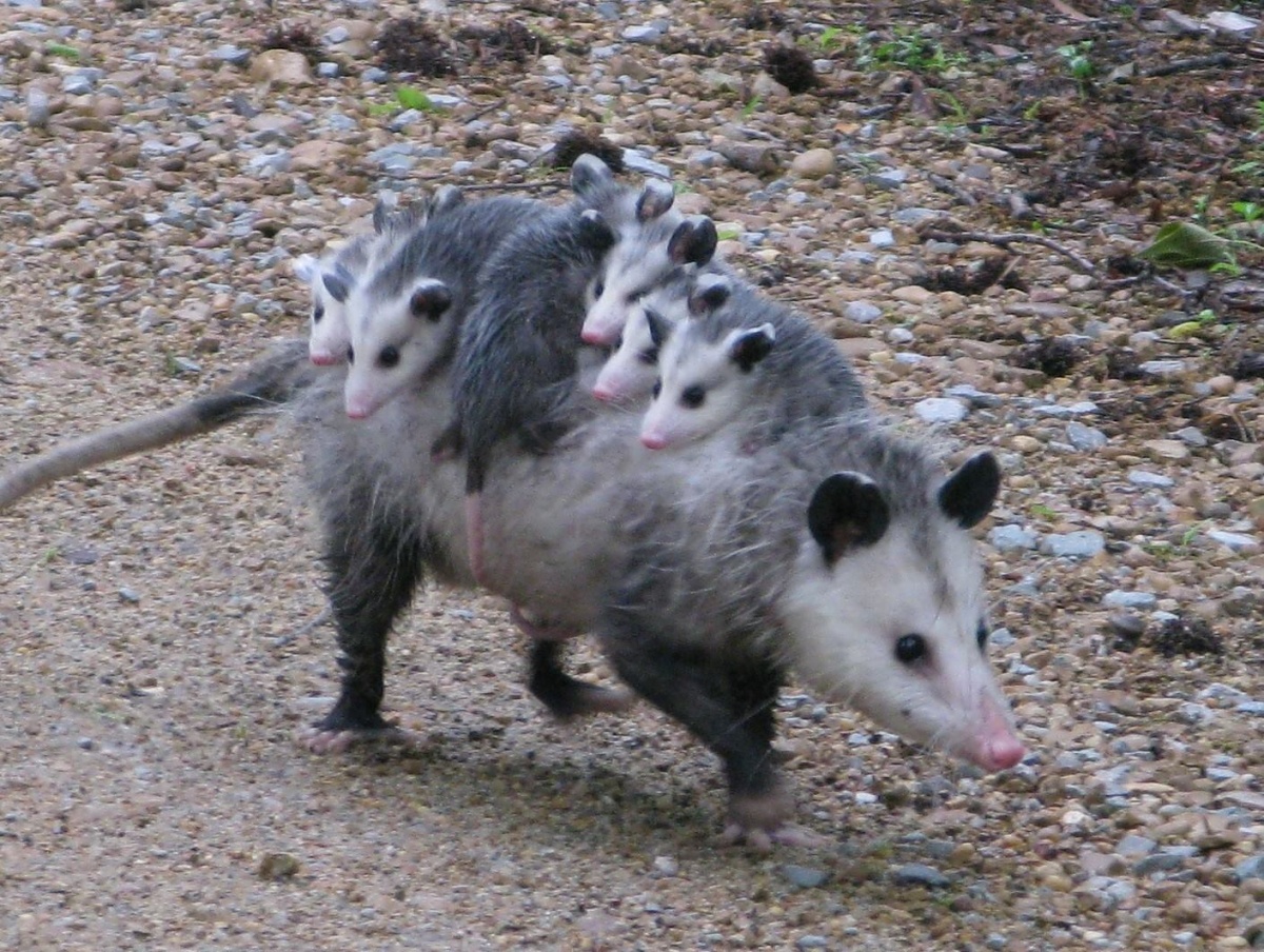 Six pink-nosed opossum ride on the back of their grey-furred mother. She is walking them down a gravel road.