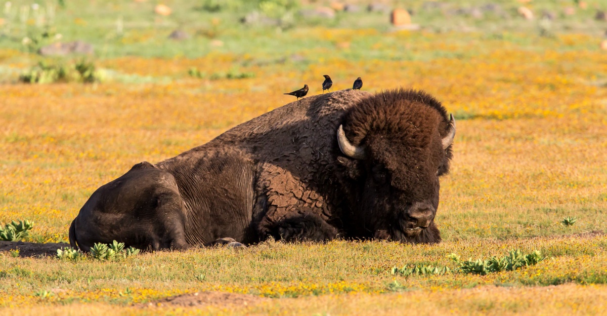 A large bison laying on the grass with three small birds standing on its back.